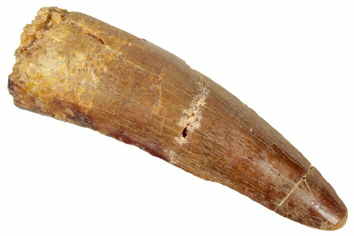 Juvenile Fossil Spinosaurus Tooth - Real Dinosaur Tooth #348685